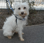 jasper-bichon-buddy