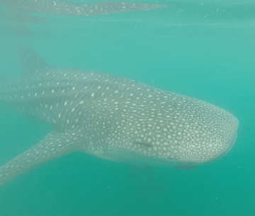 Hanging with the big boys: snorkeling with whale sharks is a must-do in La Paz