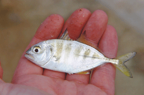 Little_fish_in_hand